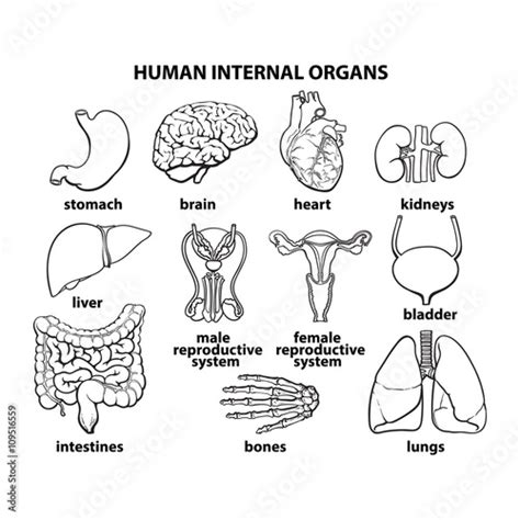set of human organs different human entrails black and white sketch