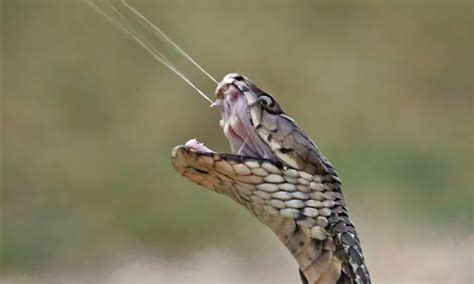 spitting cobra kill