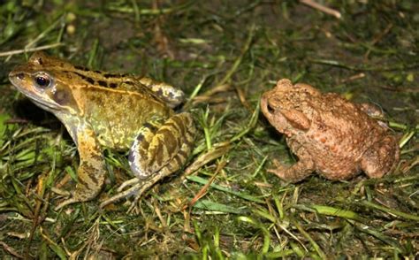 Frogs And Toads Biology Junction