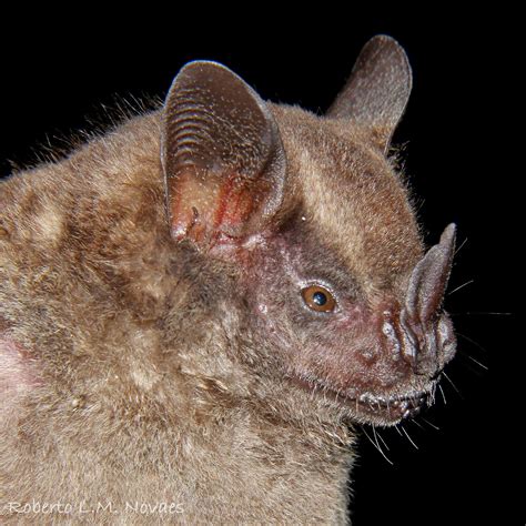 morcegos  brasil artibeus obscurus