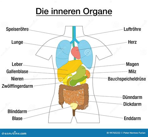 innerer organ schematisches diagramm deutscher vektor abbildung
