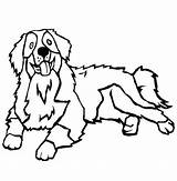 Chien Bernese Montagne Hund Berner Hunde Tegning Tegninger Colorluna Sketchite sketch template