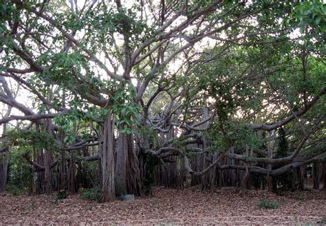 banyan tree learn  nature