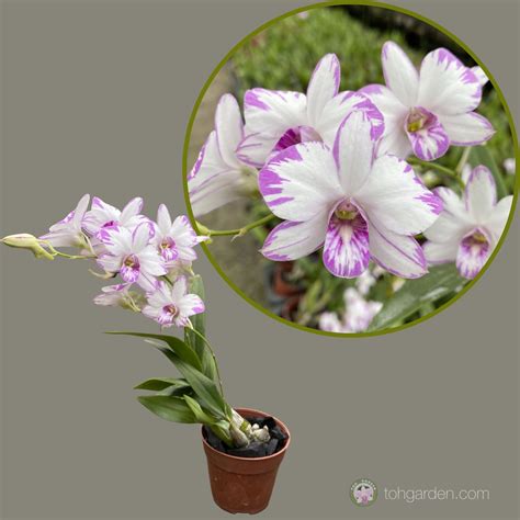 dendrobium enobi mini dendrobiums toh garden singapore orchid