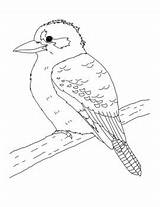 Kookaburra sketch template