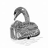 Zentangle Swan Stress Kleurende Etnisch Zwaan Inspireerde Patroon Boek sketch template