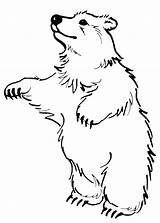 Orsi Orso Pianetabambini Stampare Polare Animali Polar Realistici Semplici sketch template