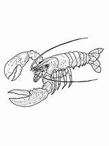 Lobster Coloring Disegni Colorare Hummer Spiny Aragosta Kreeft Kleurplaat Amerikanischer Ausmalbild Kreeften Lobsters Malvorlage Crostacei Bambini Kategorien Designlooter Wikiclipart Kleurplaten sketch template