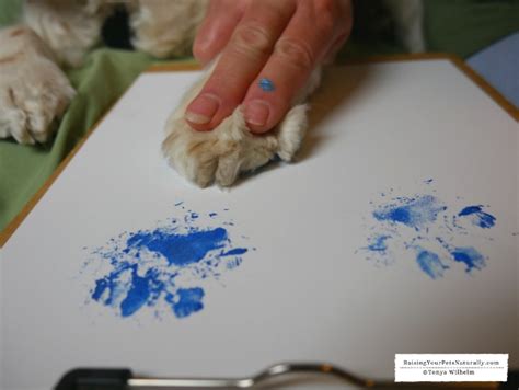 diy paw print painting keepsake learn     homemade paw