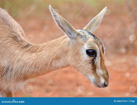 cute baby antelope head closeup stock image image  game background