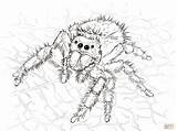 Tarantula Jumping Aranhas Spiders Realistic Springspinne Daring Ragno Trapdoor Bestcoloringpagesforkids Spinnen Spinne Stampare Disegnare Kategorien sketch template