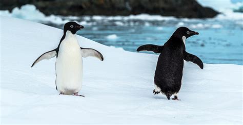 penguins  snow antarctic photograph  panoramic images fine