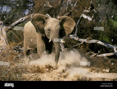 young african elephant charging loxodonta africana kicking  dust stock photo alamy