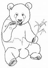 Bamboo Coloring Pages Bamboo1 sketch template