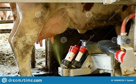 robotic cow milking machine disinfection udder spray and