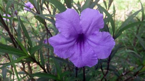 terbaru  foto bunga warna ungu gambar bunga indah