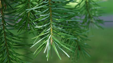 douglas fir pseudotsuga menziesii woodland trust