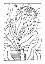 Protea Malvorlage Blumen Leone Bocca sketch template