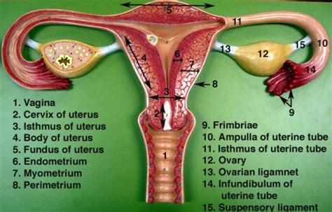 Female Parts Of Reproductive System Female Reproductive System