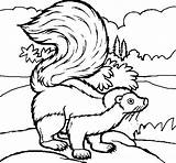 Skunk Coloring Pages Animal Coloringcrew Woods sketch template