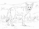 Coyote Supercoloring Designlooter sketch template