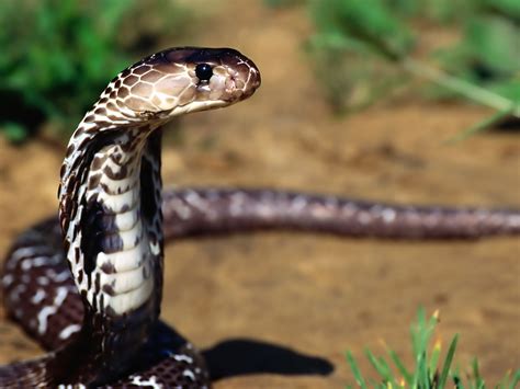 king cobra wildlife