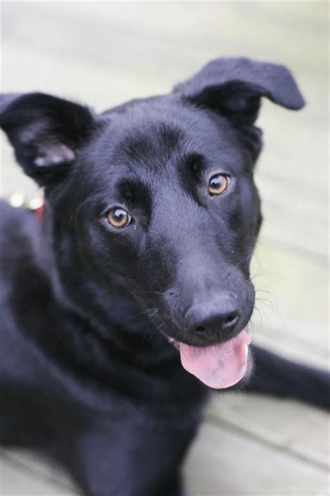 The German Shepherd Lab Mix Everything You Need To Know