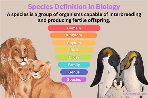 species definition  examples  biology