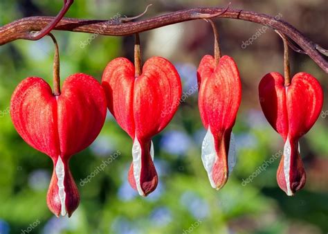 rote blutende herzblumen stockfoto  kennethkeifer