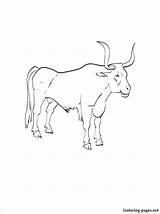 Ox Coloring Musk Printable Getcolorings Oxen Pages Getdrawings sketch template