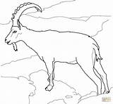 Ibex Coloring Colorare Disegni Stambecco Montagna Alpine Alpi Bambini Steinbock Ausmalen Malvorlage Stambecchi Alps Bergziege Swiss Ausmalbild Disegnare Capra Ausdrucken sketch template