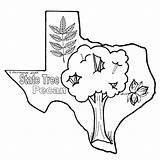 Pecan Tree Texas Coloring Pages Clipart State Sheets Color Bob Drawing Cliparts Texasbob Colouring Clipartbest Flag Pecans Gif Clipground Library sketch template