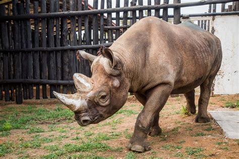 critically endangered black rhinos transferred  captivity