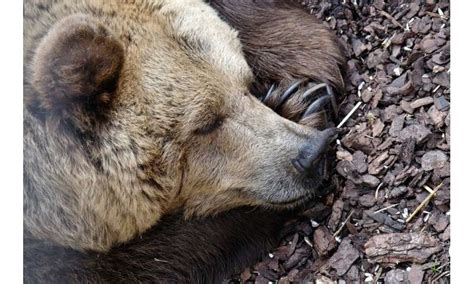 scientists press mammal snooze button  understand hibernation