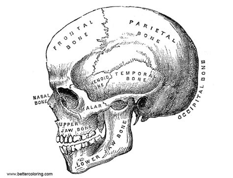 anatomy skull coloring pages  printable coloring pages
