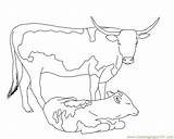 Calf Coloring Longhorn Cow Golden Pages Baby Drawings Cattle Printable Getcolorings Getdrawings Cows Colorings Designlooter Drawing Paintingvalley sketch template