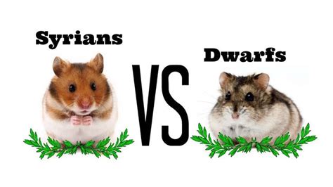 the differences between syrians and dwarf hamsters