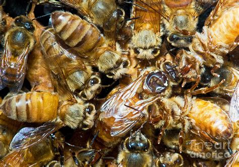 Honey Bee Queen In Hive Photograph By Millard H Sharp