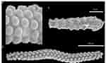 Afbeeldingsresultaten voor Alectona millari Geslacht. Grootte: 150 x 89. Bron: www.researchgate.net