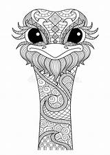 Zentangle Ostrich Kolorowanka Struisvogel Colouring Getrokken Dello Disegnato Autruche Avestruz Kolorowanki Struś Dorosłych Printable Struzzo Dieren Leone Vectores Thinkstockphotos Lire sketch template