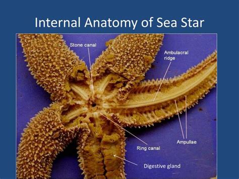 sea star anatomy powerpoint  id