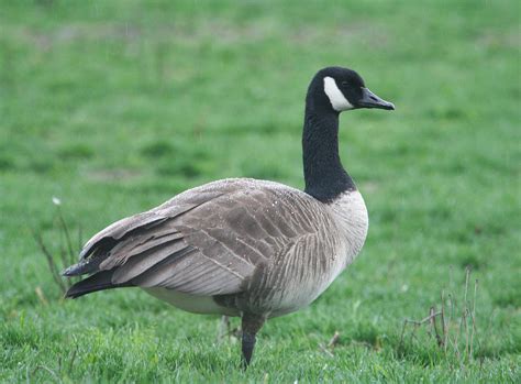 meaning  symbolism   word goose