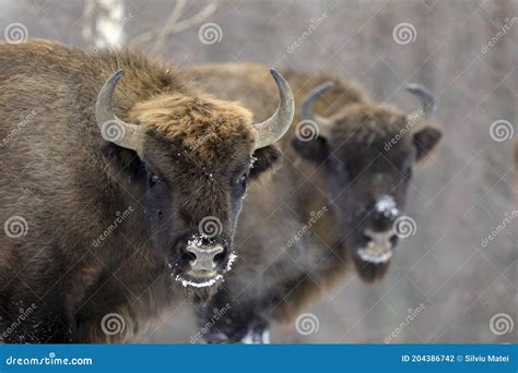 european bison aurochs   winter season   heavy snow stock