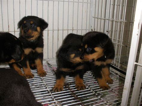 Female Rottweiler Puppies Good Guard Lineage Sold For Sale Adoption