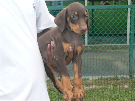 Doberman Puppies Dec 09 For Sale Adoption From Selangor