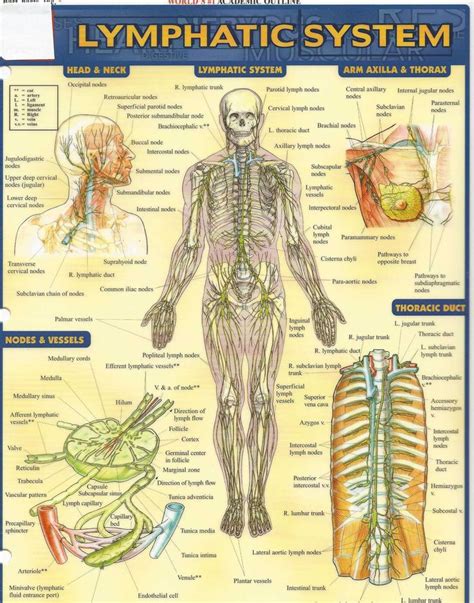 images  human body  pinterest charts human body