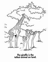 Giraffe Coloring Pages Printable Animal Kids Giraffes Rocks Getdrawings sketch template