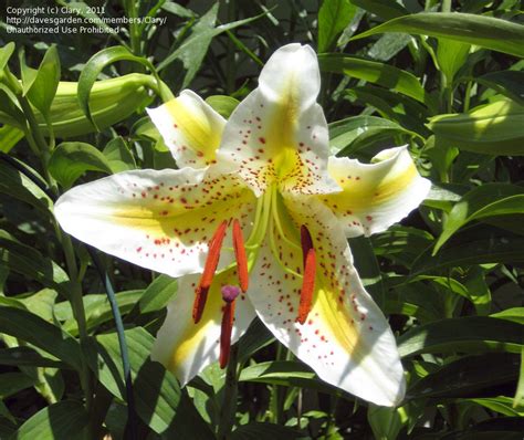 Plantfiles Pictures Oriental Lily Lovely Girl Lilium By Wiggiej