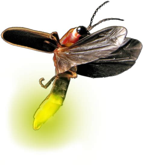 firefly glow png  png