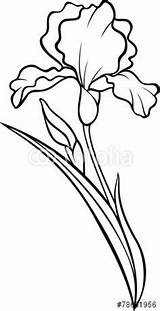 Iris Flower Clipart Drawing Bearded Vector Silhouette Tattoo Coloring Drawings Illustration Line Pages Printable Painting Fotolia Flowers State Tennessee Clipground sketch template